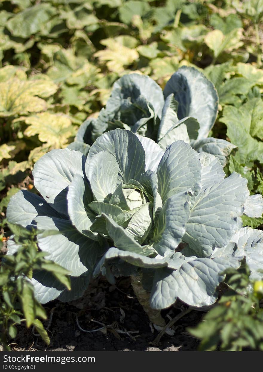 Cabbage