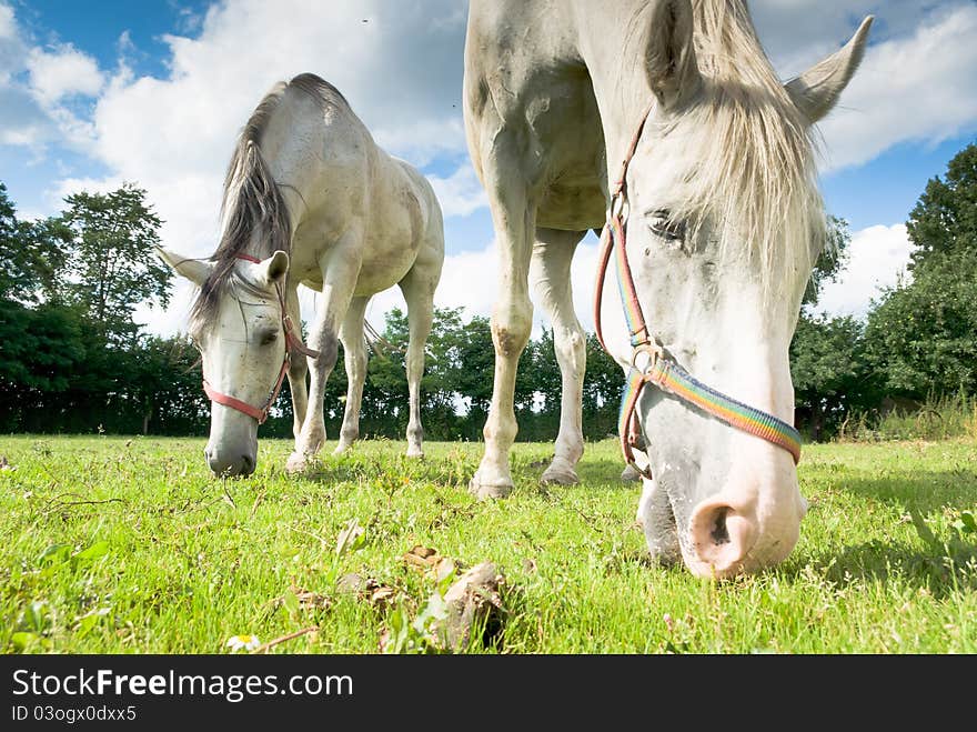 Horse in a green meadow in sunny day, animals series