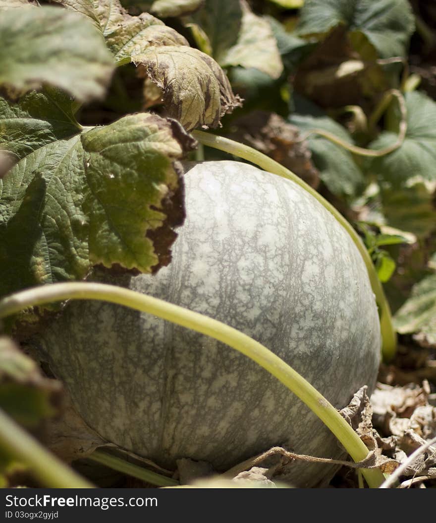 Grey Striped Pumpkin