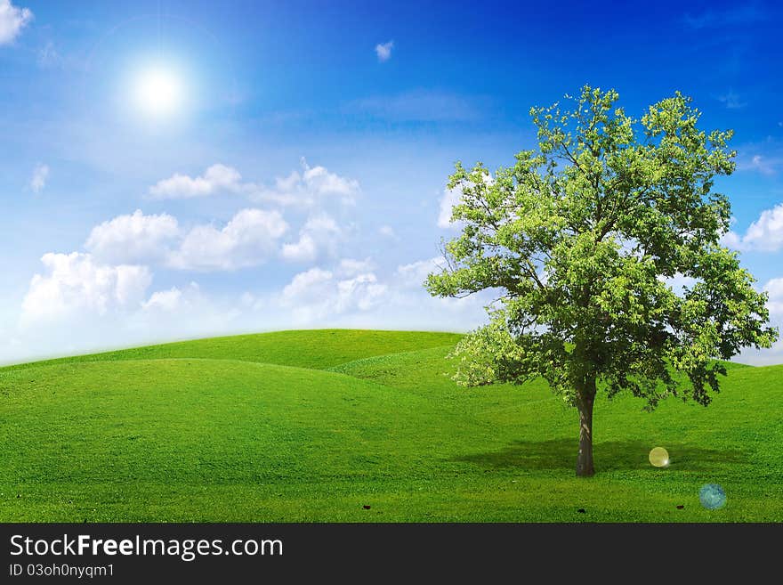 Alone tree in green meadow