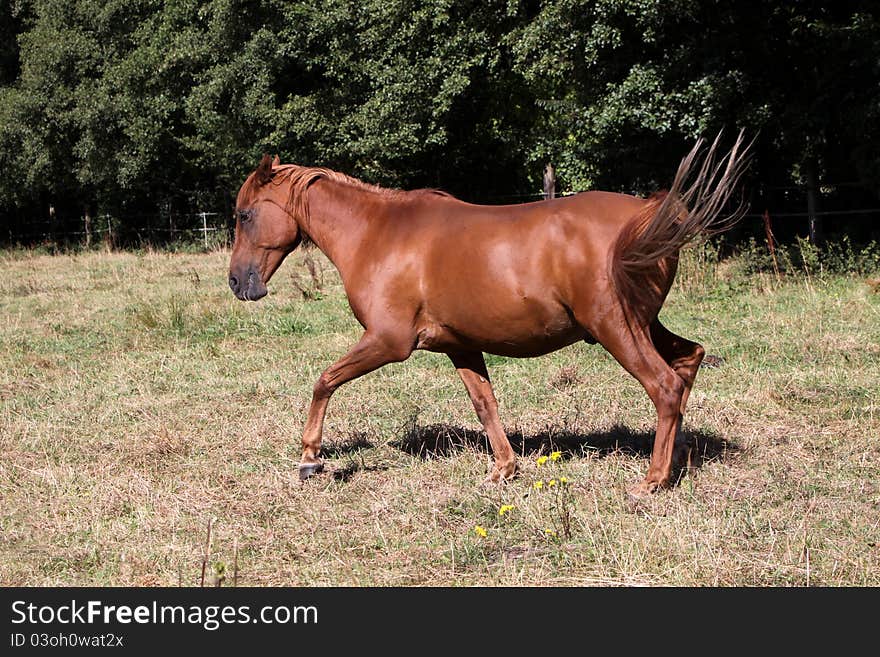 Arabian horse on a pasture