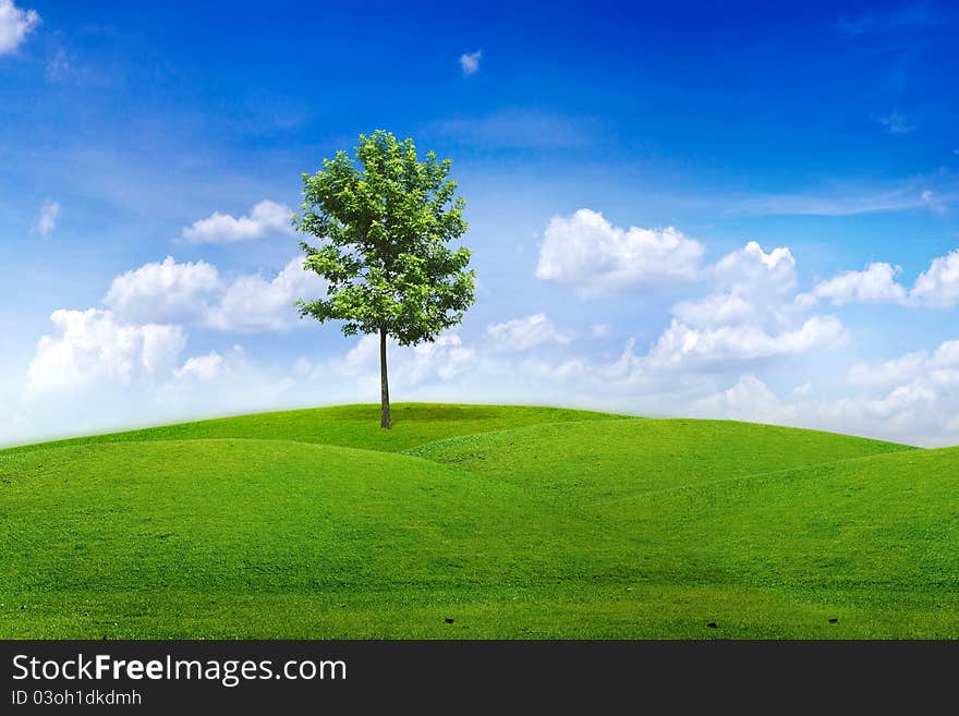 Alone tree in green meadow