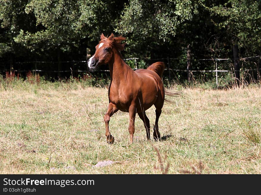 Arabian horse on a pasture