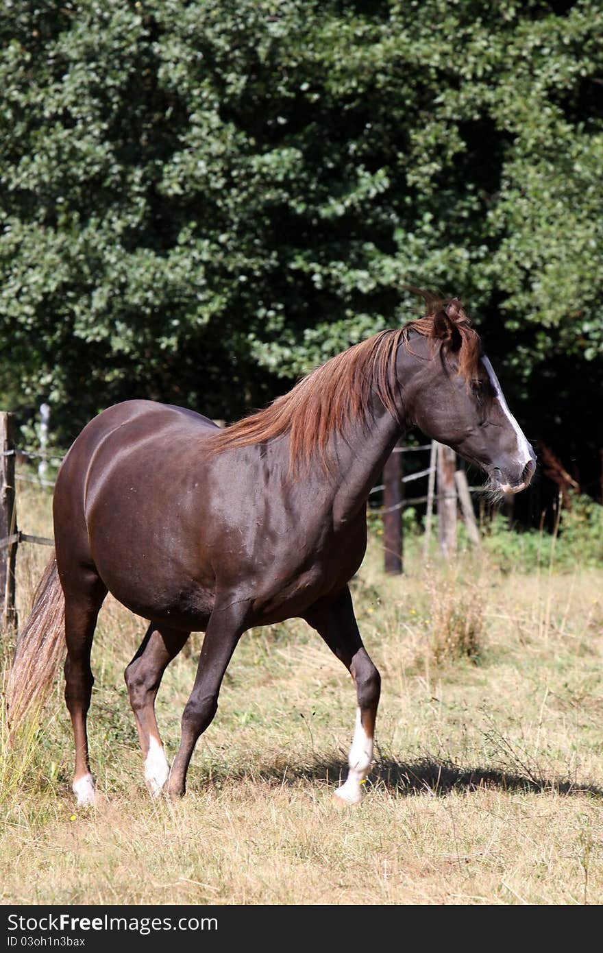 Arabian horse on a pasture