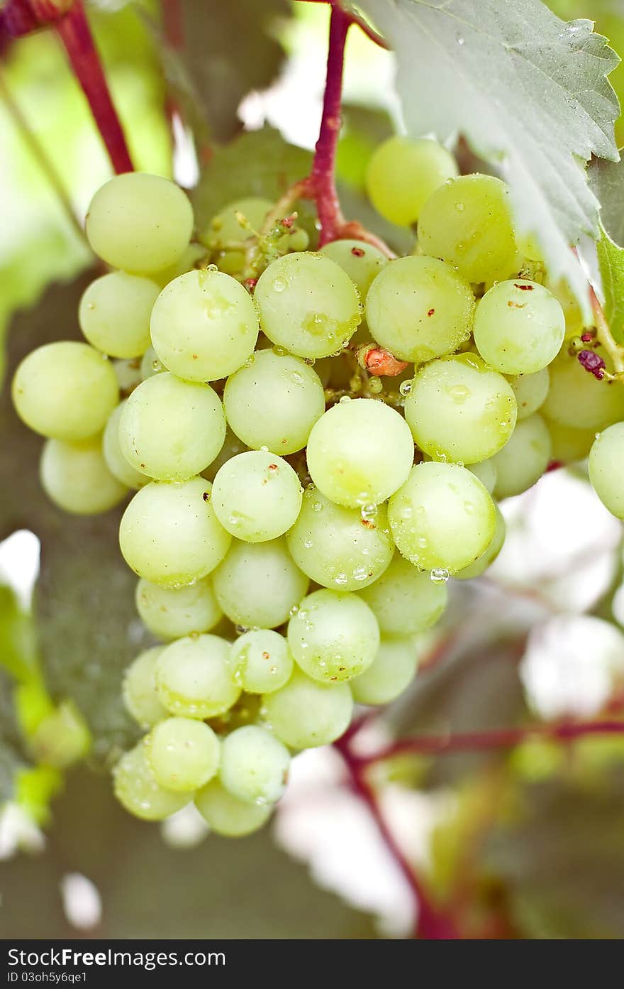 Grapes