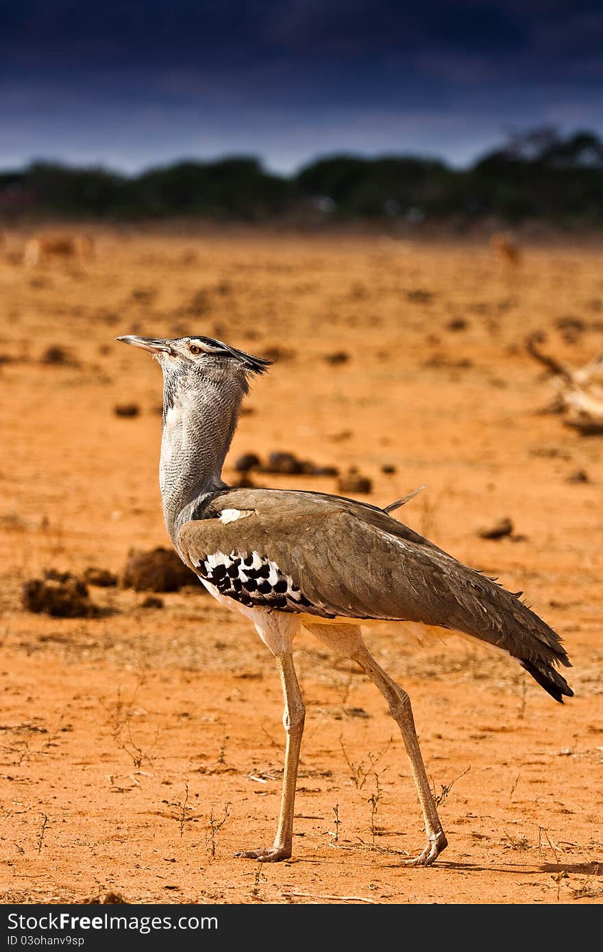 Portrait of an african bird