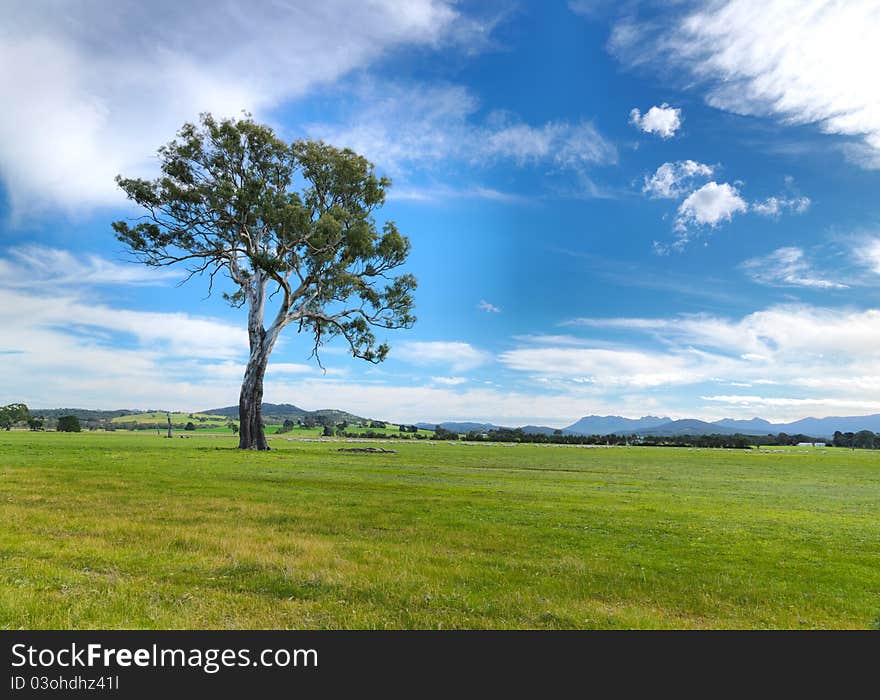 Summer landscape tree Grampians region, Australia