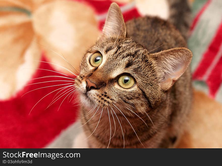 Cat with moustaches on red blanket. Cat with moustaches on red blanket