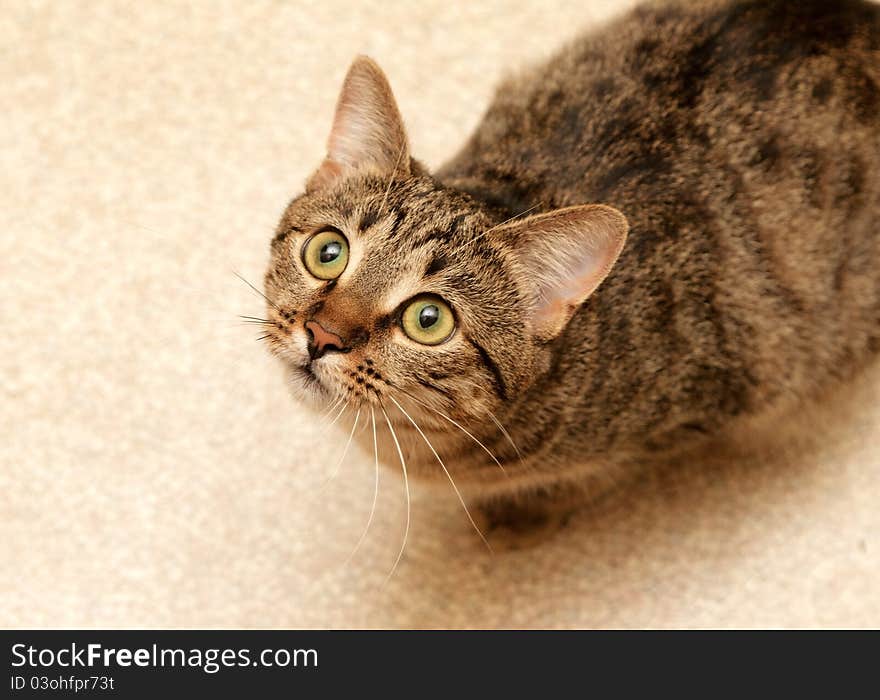 Cat sat on the floor and looking up