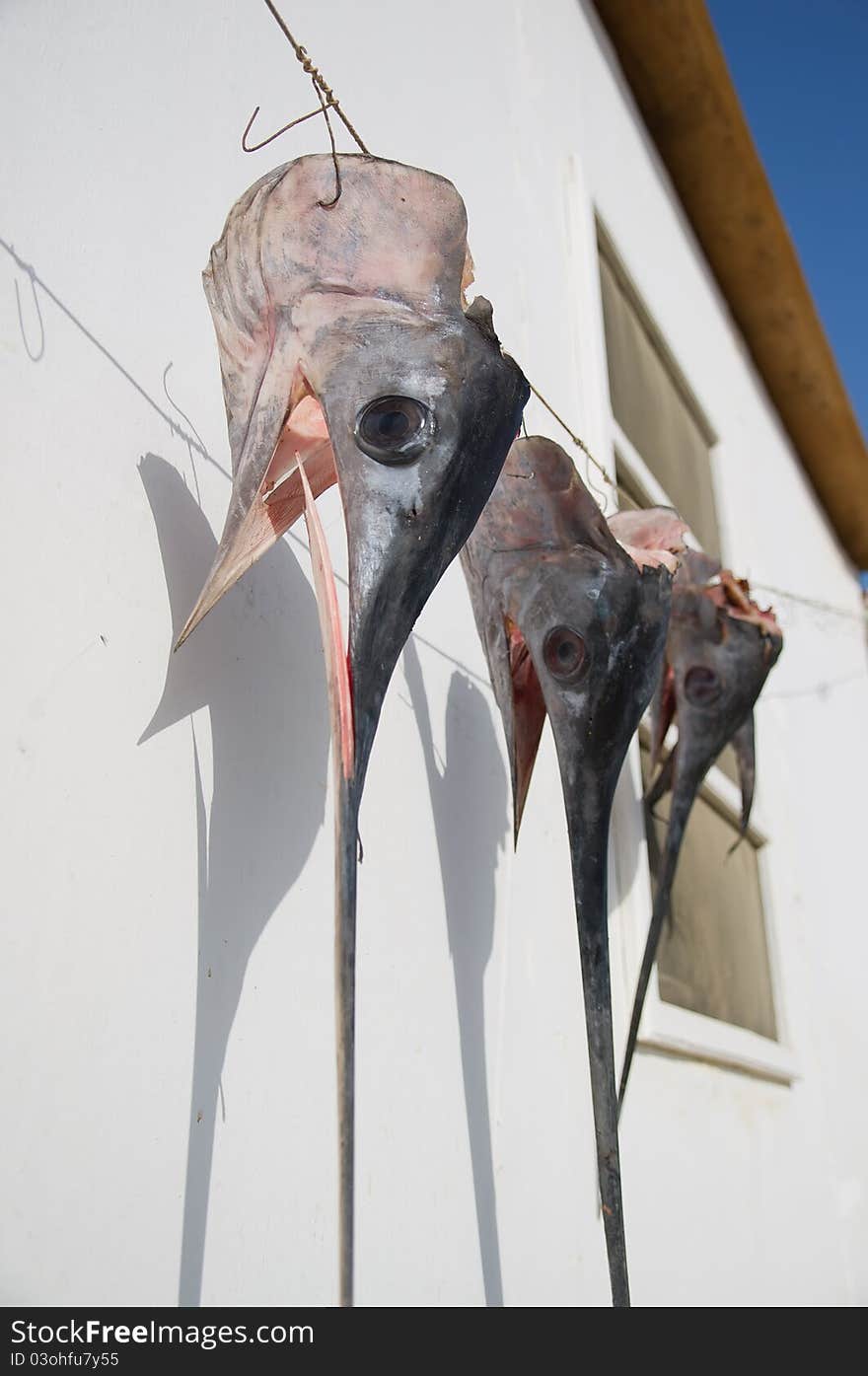 Swordfish Heads