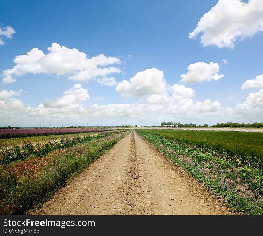 Road In Field