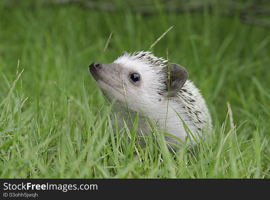 A african pygmy hedgehog on green grass