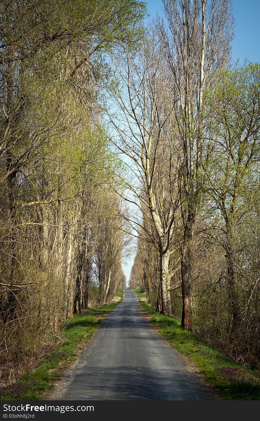 Access road with tall trees