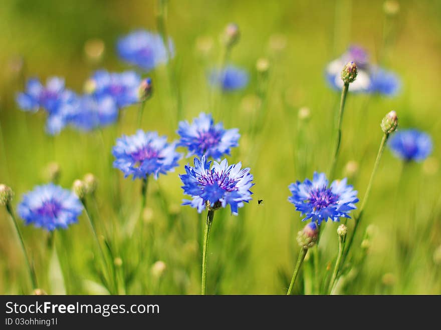 Cornflowers