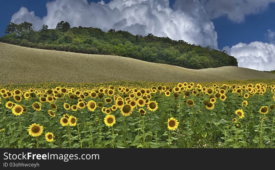 Field of yellow sunflowers with a blue sky with puffy clouds in the background