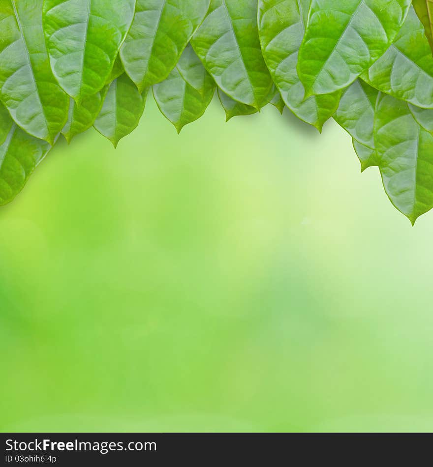 Fresh green leaves with area for presentation