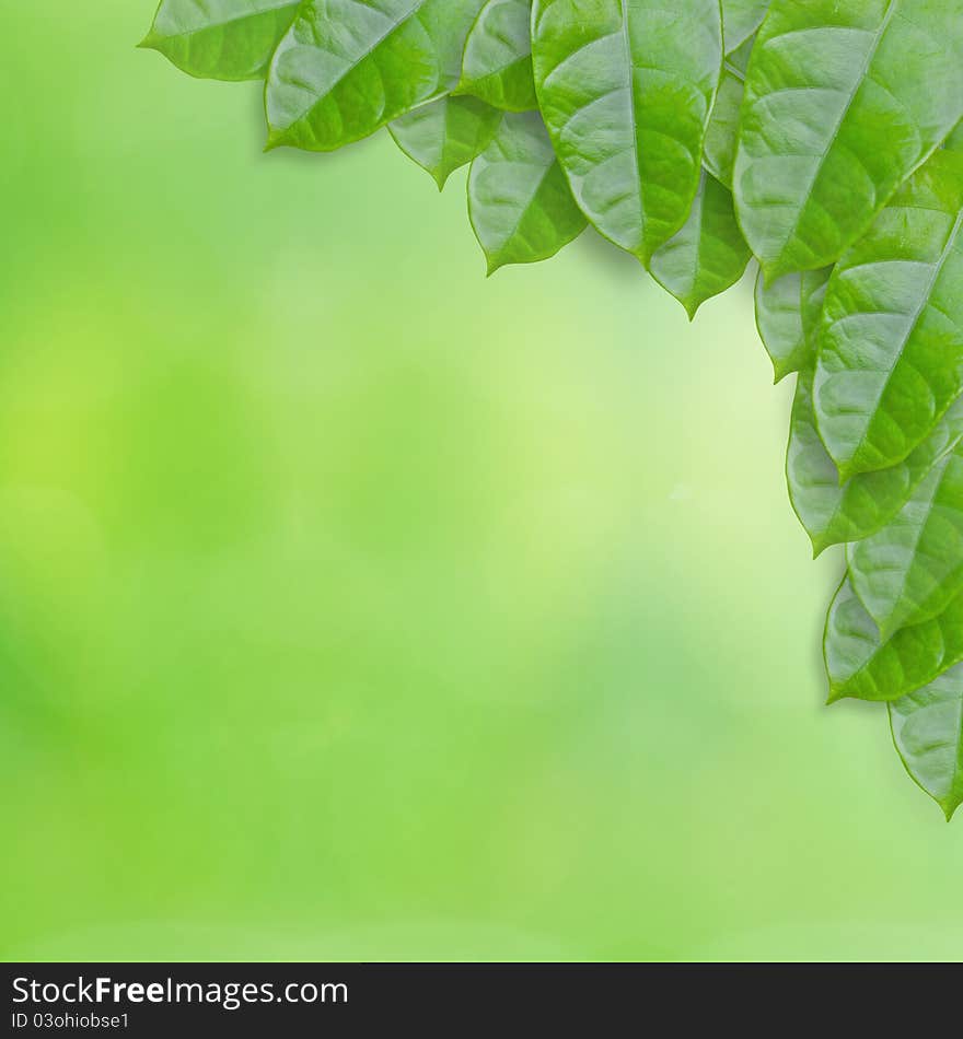 Fresh green leaves with area for presentation