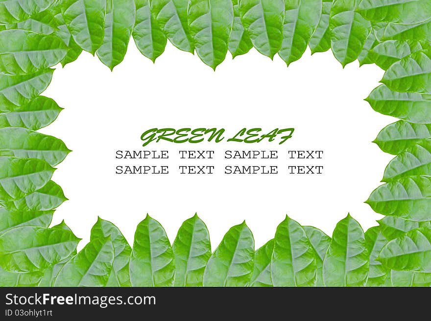 Framing of green leaves with area for text