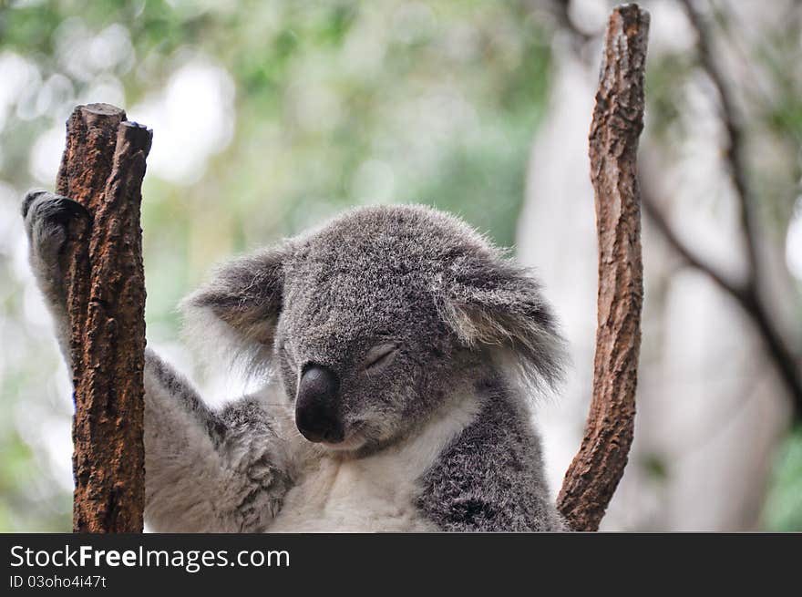 Koala having a rest