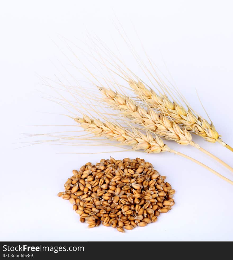 Wheat Heads and Kernels