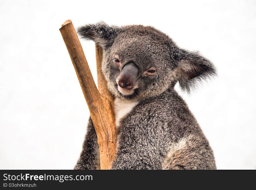 Koala having a rest