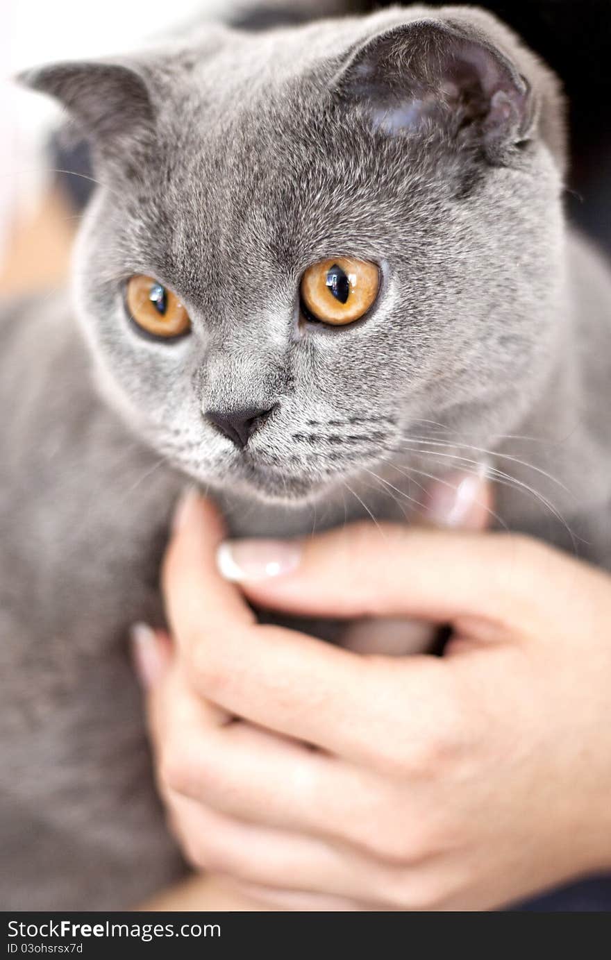 Gray cat