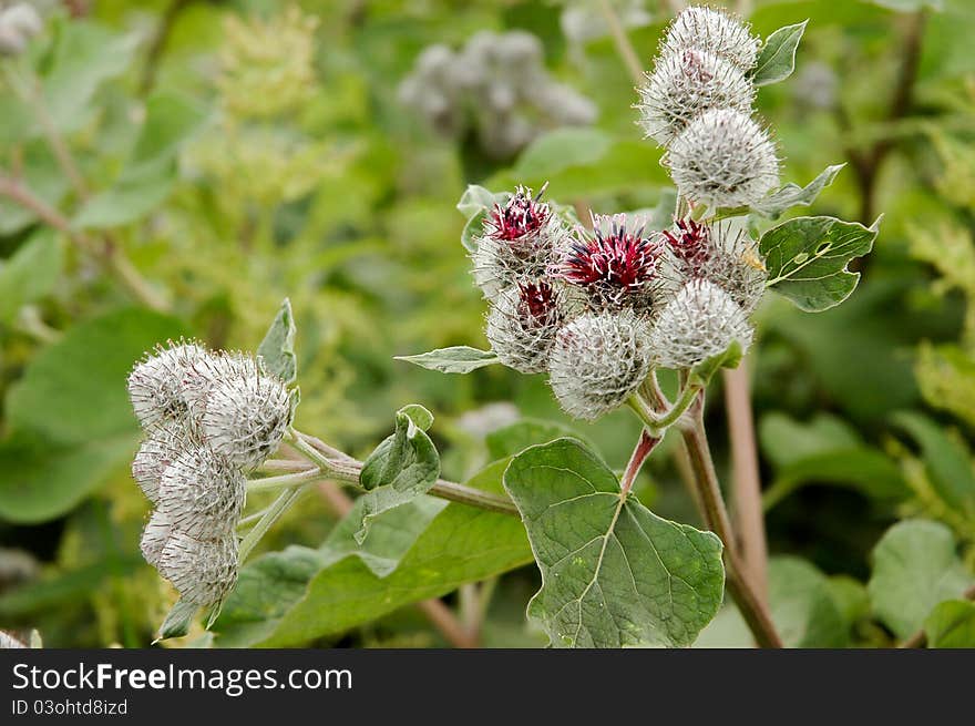 Flowering thistle meadow to the natural background. Flowering thistle meadow to the natural background