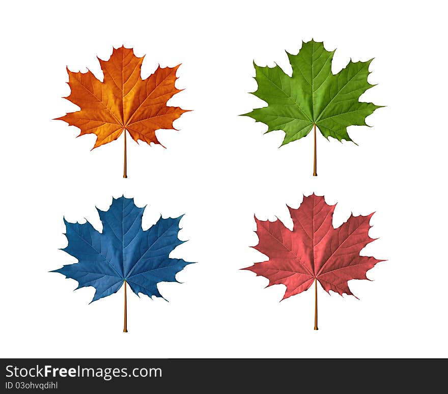 Maple leafs with different colors