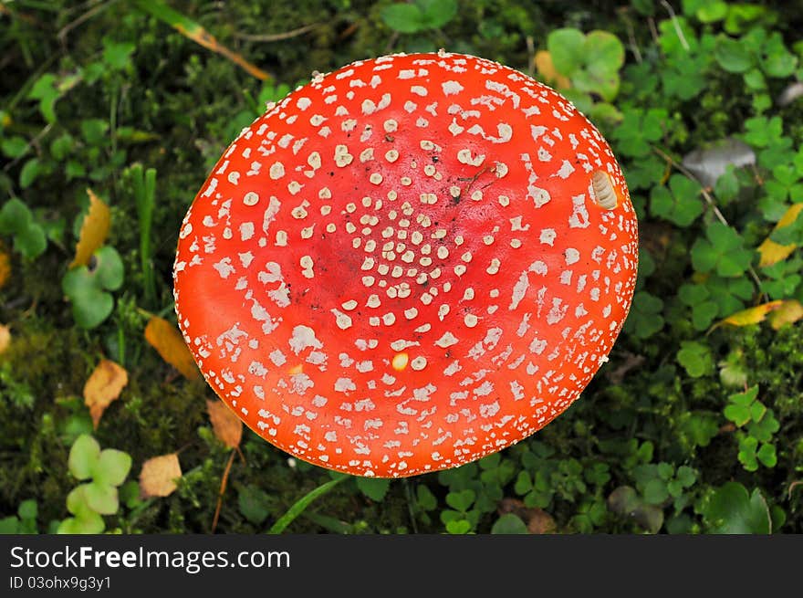 A fly agaric in a green field looking very red. A fly agaric in a green field looking very red