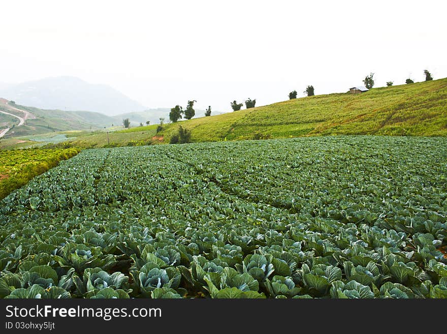 Lettuce farm