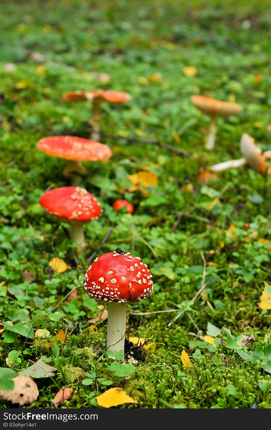 A fly agaric in a green field looking very red. A fly agaric in a green field looking very red