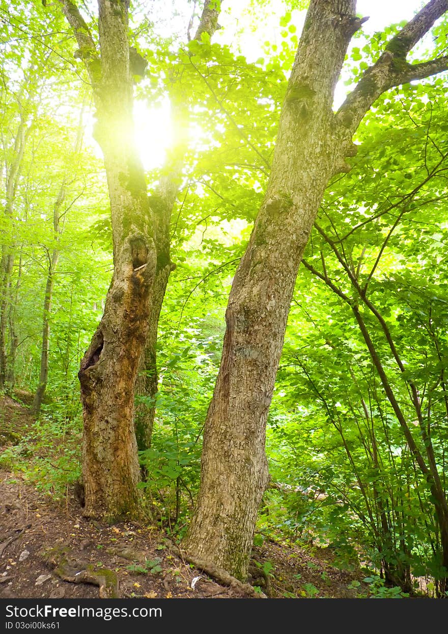 Sunny pine forest, sunrise with rays of sun light coming through the branches.