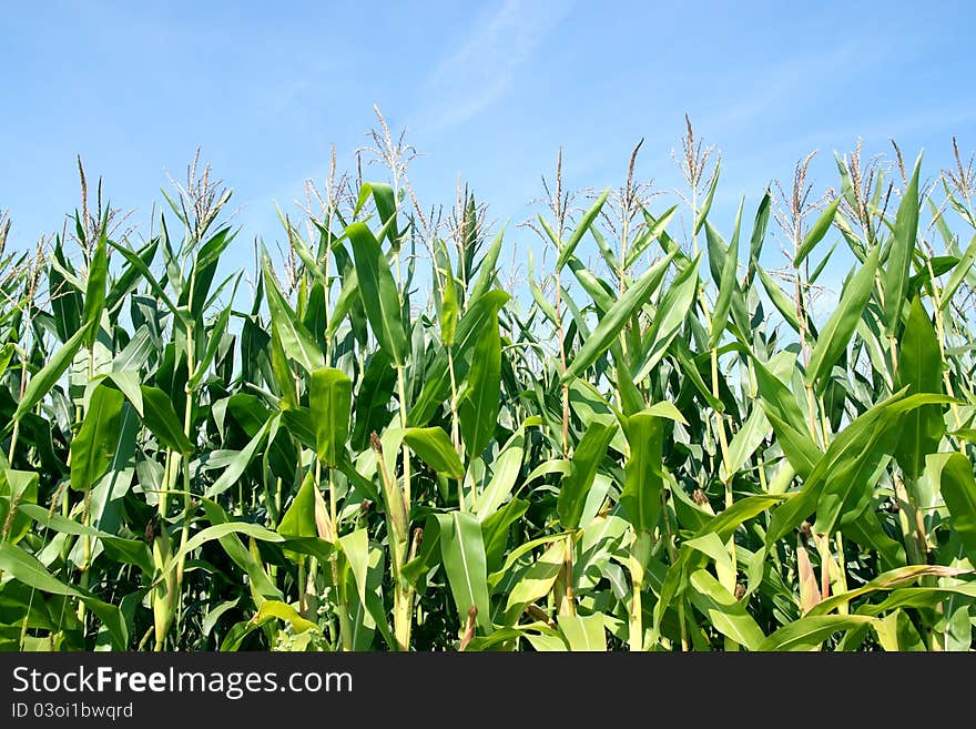 Corn field