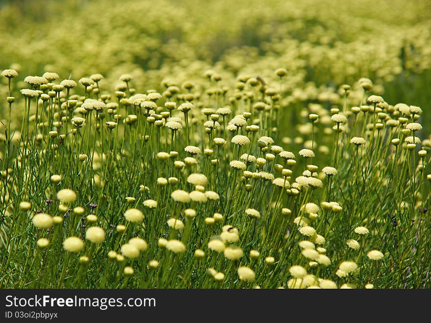 Field covered with flowers