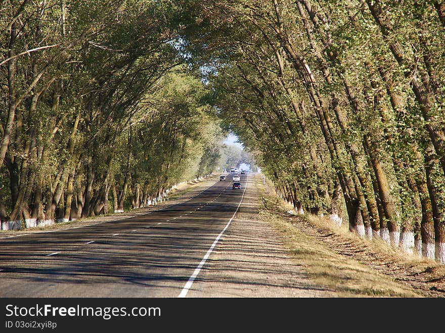 Direct road between the trees going off away. Direct road between the trees going off away