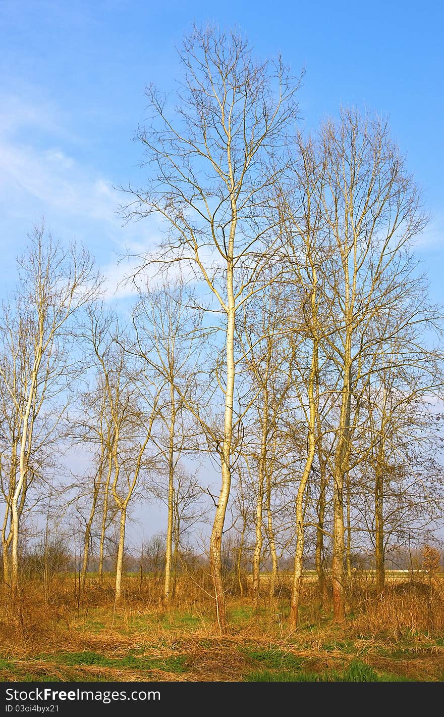 Poplars trees