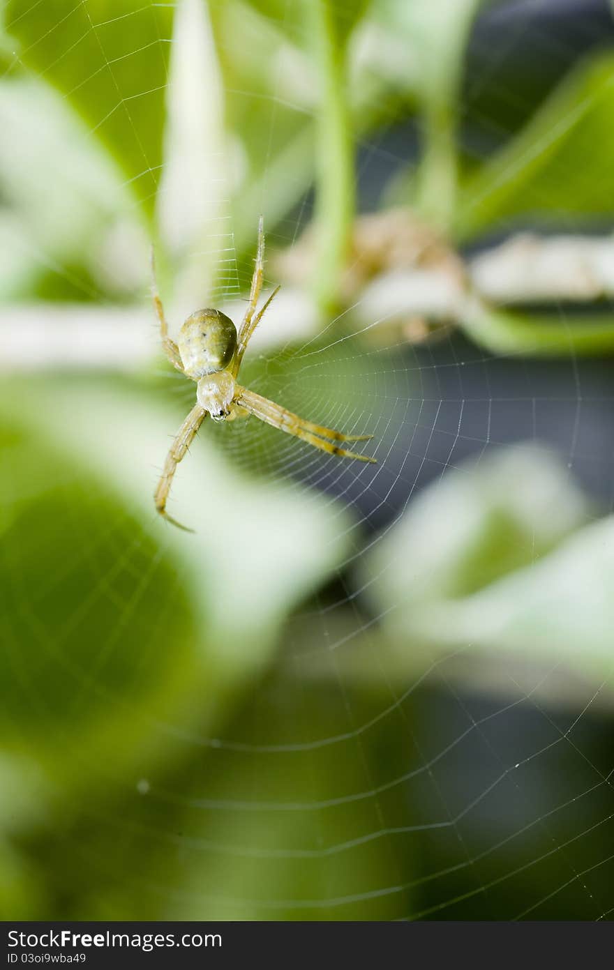 Close up of a green spider in its web