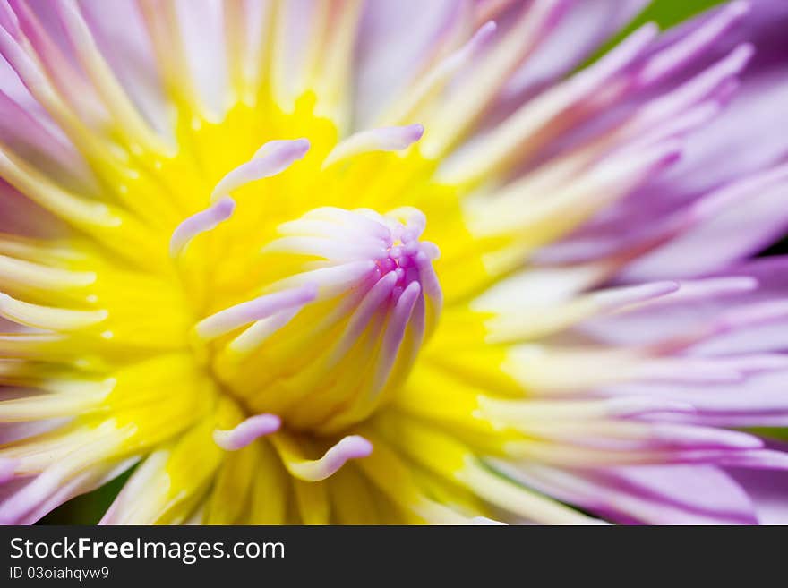 Pink Lotus Close Up