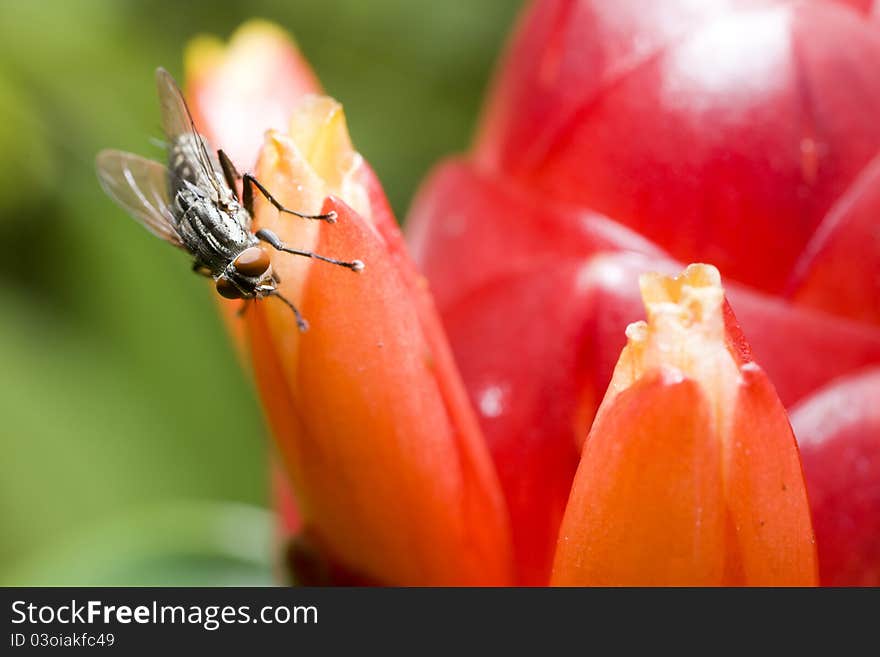 Insect fly macro on red flower