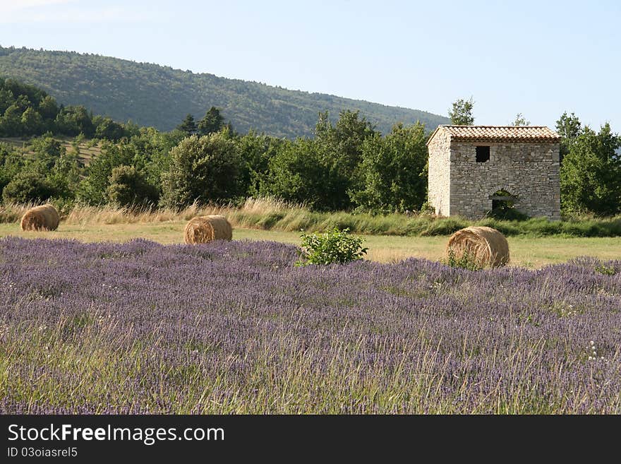 Lavender field with house and hayrolls in Provence, France. Lavender field with house and hayrolls in Provence, France