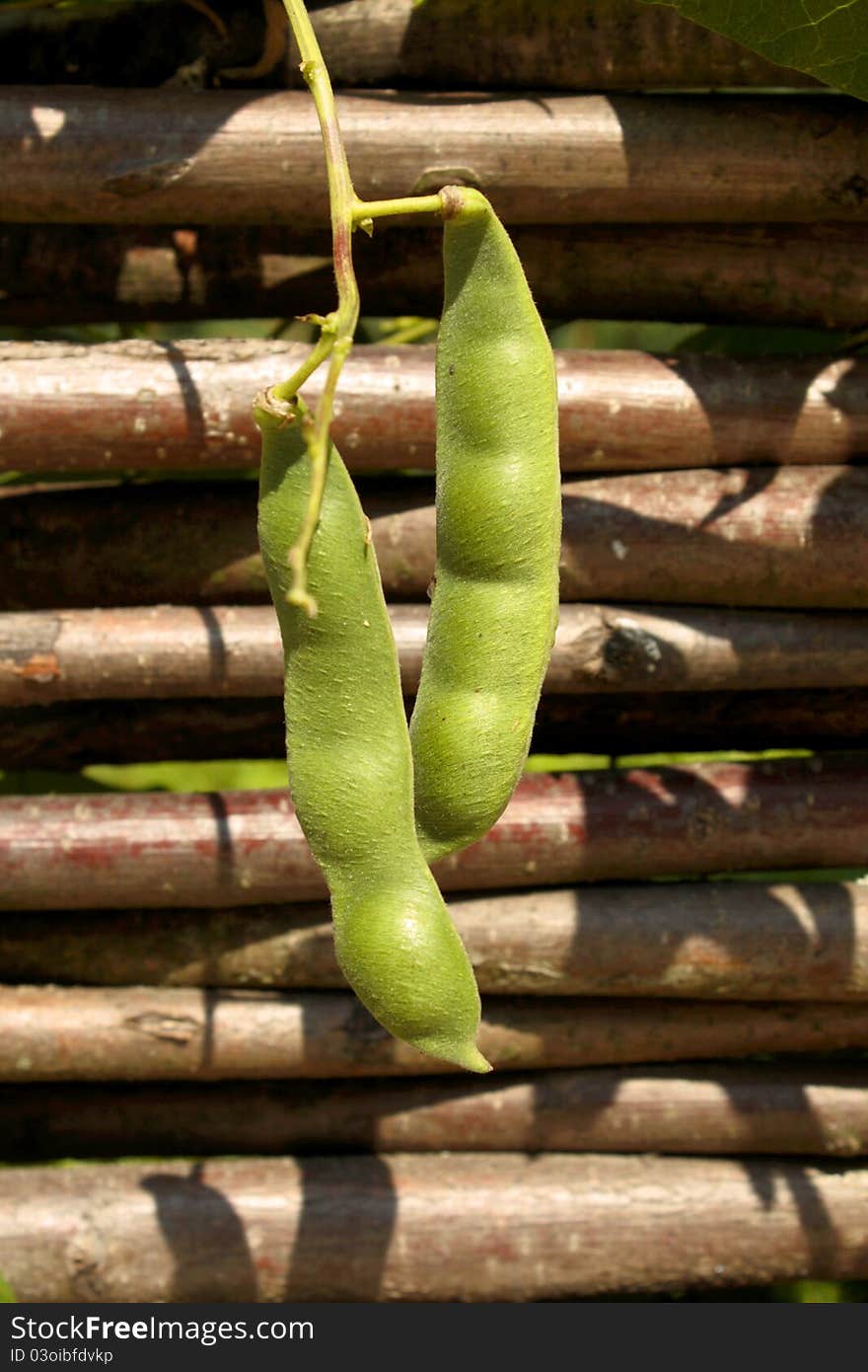 Green beans on the garden fence