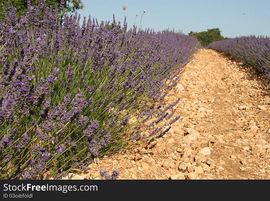 Lavender field in Provence