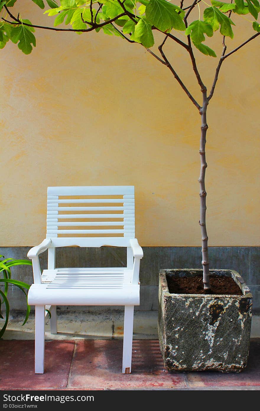 White garden chair under figs tree