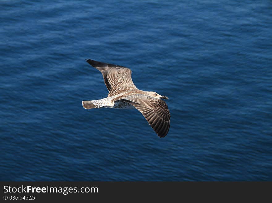 Flying seagull over the sea