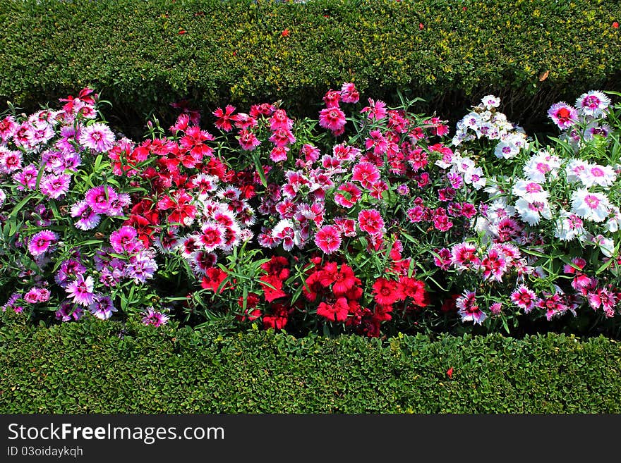 Colorful flowers