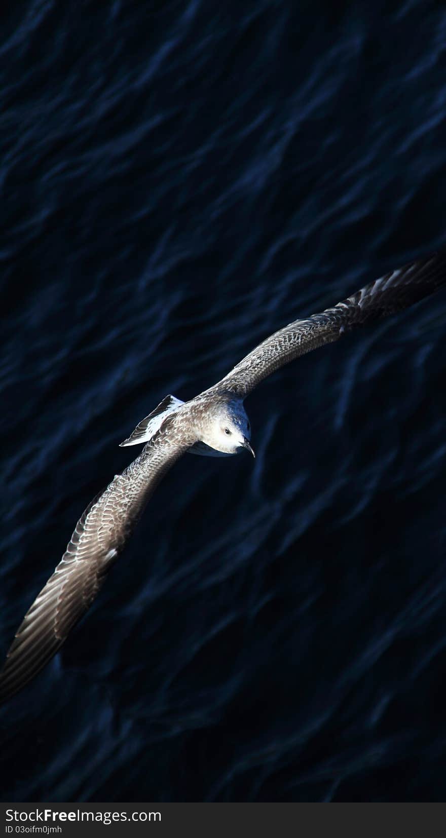 Flying seagull over the sea