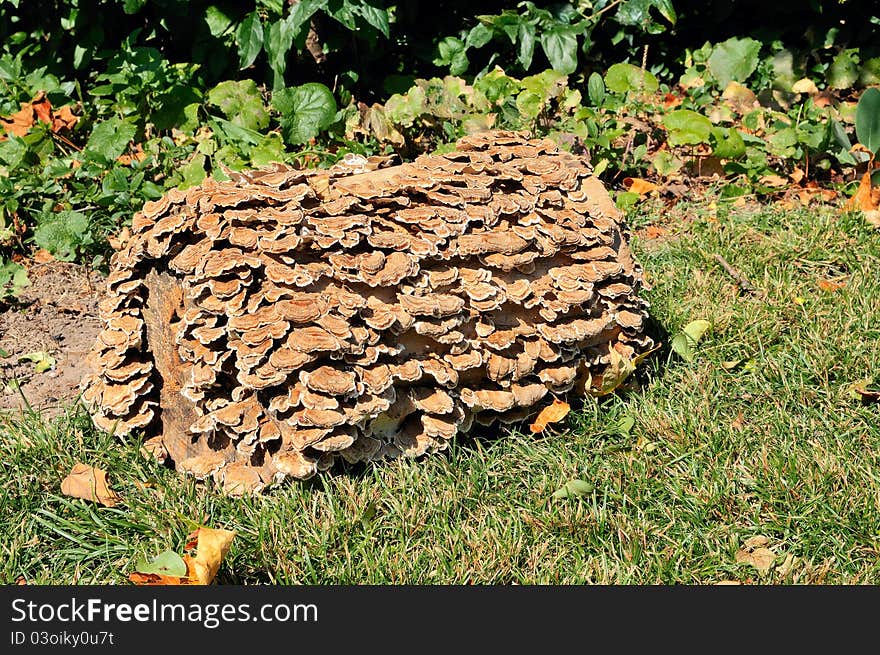 Dry  mushrooms on  stump