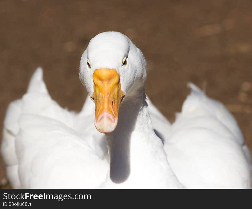 White Goose