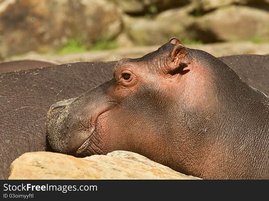 Portrait of a young hippo