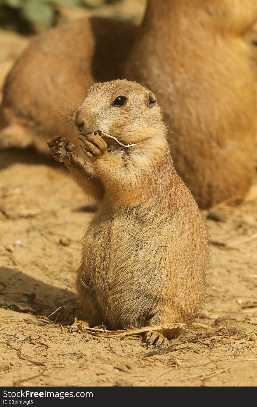 Young little prairie dog eating